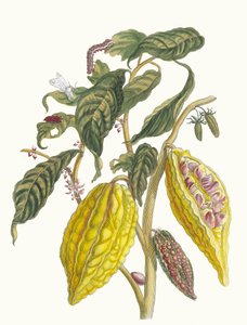 Cacao. Du livre Metamorphosis insectorum Surinamensium, 1705