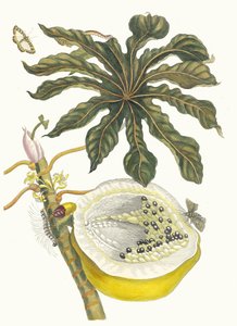 Carica papaya. Du livre Metamorphosis insectorum Surinamensium, 1705