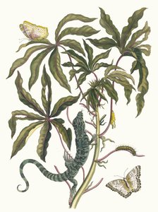 Cassave. Du livre Metamorphosis insectorum Surinamensium, 1705 - Maria Sibylla Merian