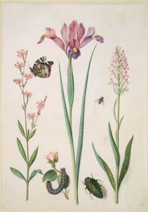  - Maria Sibylla Merian
