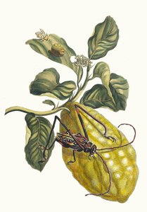 Citronier. Du livre Metamorphosis insectorum Surinamensium, 1705 - Maria Sibylla Merian