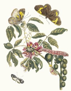 Coronilla Americana Arborescens. Du livre Metamorphosis insectorum Surinamensium, 1705 - Maria Sibylla Merian