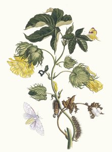 Cotonier. Du livre Metamorphosis insectorum Surinamensium