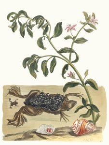 Cresson. Du livre Metamorphosis insectorum Surinamensium, 1705 - Maria Sibylla Merian
