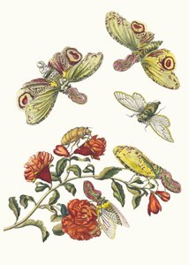 Grenadier. Du livre Metamorphosis insectorum Surinamensium