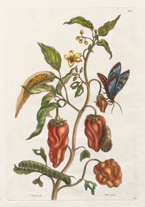 Histoire générale des insectes de Suriname et de l