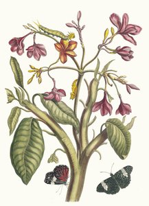 Jasmin des Indes. Du livre Metamorphosis insectorum Surinamensium - Maria Sibylla Merian