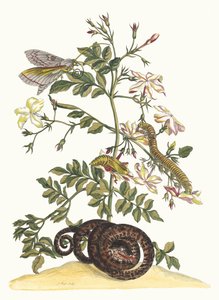 Jasminum grandiflorum. Du Livre Metamorphosis insectorum Surinamensium - Maria Sibylla Merian