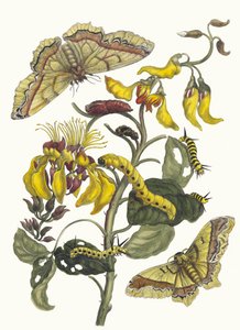 Pallisaden-boom. Du livre Metamorphosis insectorum Surinamensium, 1705