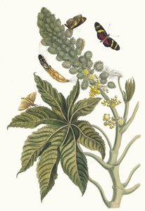 Palma Christi. Du livre Metamorphosis insectorum Surinamensium, 1705
