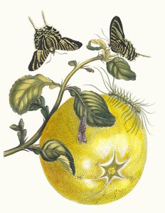 Pompelmous. Du livre Metamorphosis insectorum Surinamensium - Maria Sibylla Merian