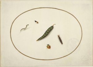 Chenilles et insectes, dans un ovale horizontal, bordés d