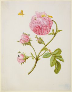  - Maria Sibylla Merian