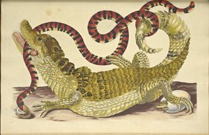 Caïman à lunettes et un faux serpent corail