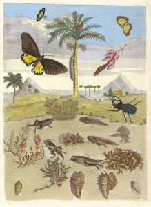 Cerf-volant, amphibiens et palmiers. Du livre Metamorphosis insectorum... - Maria Sibylla Merian
