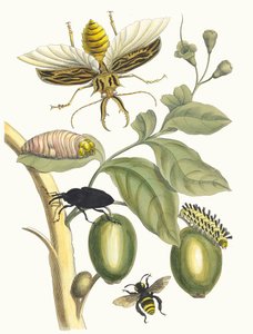 Tabrouba. Du livre Metamorphosis insectorum Surinamensium, 1705