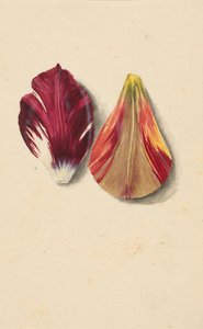 Deux feuilles de tulipe