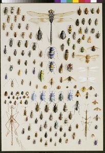 Cent cinquante insectes, dominés en haut par une grande libellule - Marian Ellis Rowan