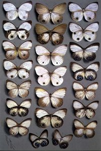 Papillons papous 2 - Marian Ellis Rowan
