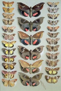 Papillons de Papouasie, 1917-18