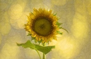 Tournesol doré aux teintes douces - Marie-anne Stas