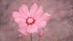 Cosmos rose pâle - Marie-anne Stas