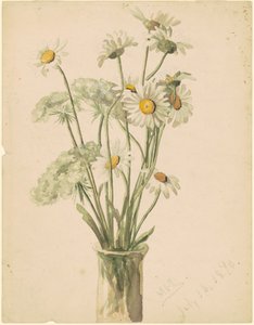 Marguerites et dentelle de la reine Anne