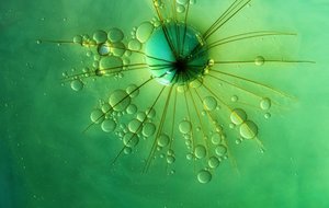 Étoile verte éclatante
