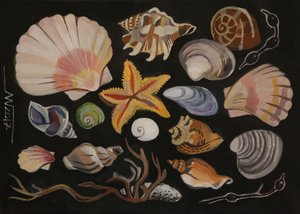 Collection de coquillages - Marina Gorkaeva
