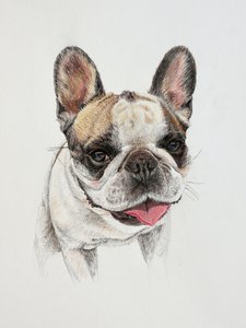 Bouledogue français heureux