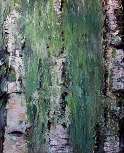 Écorce de bouleau moussue verte - Marina Nelson