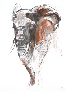 Belle éléphante, Loisaba, 2018