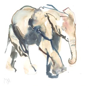 Éléphanteau, Loisaba, 2017