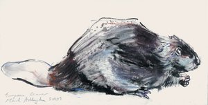 Castor européen (étude) 2001 - Mark Adlington