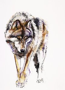 Loup européen - Mark Adlington