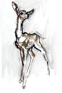 Faon de Gerenuk, Sarara, 2018
