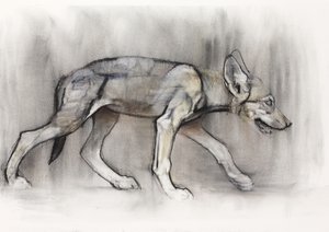 Jeune loup (Loup arabe), 2009 - Mark Adlington