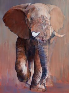 Taureau de Loisaba, 2018