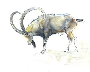 Ibex nubien