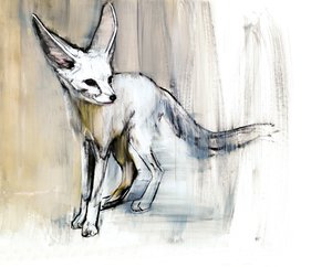 Renard des sables, 2009