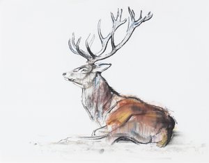 Cerf assis, 2006 - Mark Adlington