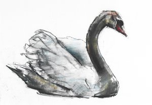 Cygne - Mark Adlington