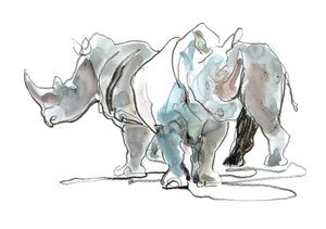 Rhinocéros blancs, Mont Etjo, 2020