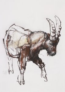 Jeune bouquetin, Gran Paradiso, 2005