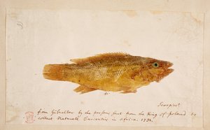 Un poisson