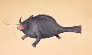 Un poisson