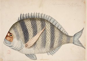 Un poisson