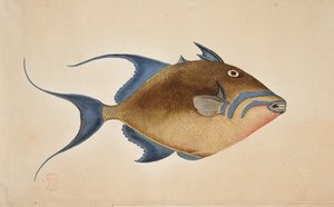 Un poisson - Mark Catesby