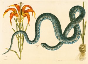 Anguis, le serpent Wampum, planche 58, vol. 1 de 