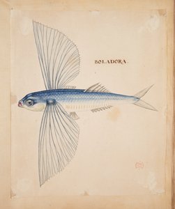 Boladora, un poisson volant - Mark Catesby
